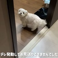 パパさんの帰りを待つナナくん3