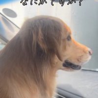 ブラシに興味津々