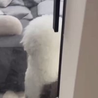 ドアの前に座るポン太くん2