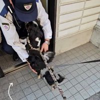 警察官の顔に鼻を近づける犬