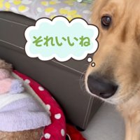 ベッドが羨ましいぷりんくん8