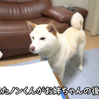 構ってほしそうなノンくん