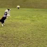 女性が投げたボールを鼻の頭ではじき返す犬