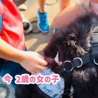 小学生に囲まれる超大型犬4