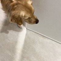 廊下の向こうから見つめる犬