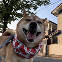 ニコニコ