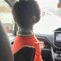 大きなワンコだった！！