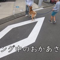 散歩中にお母さんに会った時のワンジローくん5