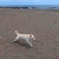 大興奮してダッシュ！