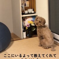 少し振り返るように座る犬