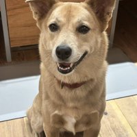 美犬