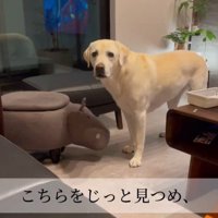 おもちゃを取ってほしそうなきぬちゃん