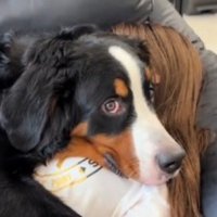 眠っている女性の上に乗って、カメラに視線を移す犬