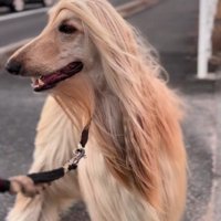 普段はとっても優雅