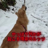 枝を引っ張るルッツくん