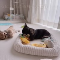 おもちゃを貸してほしいとろちゃん
