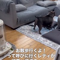 同居犬を呼びに行く中型犬
