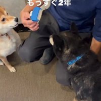 ぽんた君の変化4