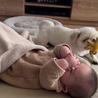 おもちゃで遊ぶまもるちゃん