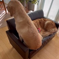 ソファの上に座る犬とくつろぐ犬