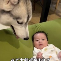 お兄ちゃんになりました！