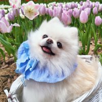 ニコニコ