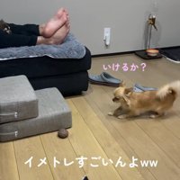 段差を登ろうとするのんちゃん2