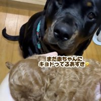 「この子はなに？」