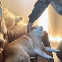 首元を撫でるおじいちゃん