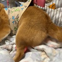 ハウスに入ろうとしないもふちゃん