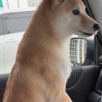 文句を言うはなこちゃん