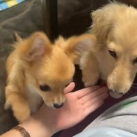 2頭の犬に手のひらを見せる飼い主