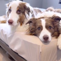 2頭の犬に『サッポロ』という言葉を話しかける飼い主