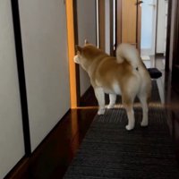 「ないてる…」