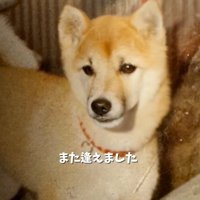 動く犬