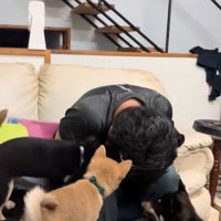 駆けつける犬3