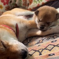 寄り添って眠る犬の親子