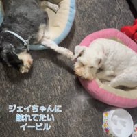 寝ている2匹の犬2