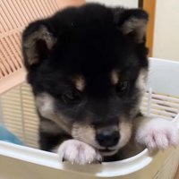 はるちゃんの成長3