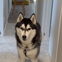 甘えん坊のおこめちゃん