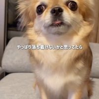 シアルちゃんを迎えた日7