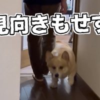 前を見て駆ける犬