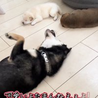 手足をバタつかせる犬
