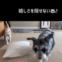 告げ口するモネちゃん⑩