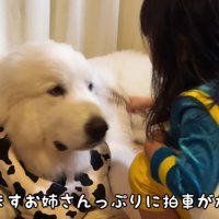 わんこのお世話をする係