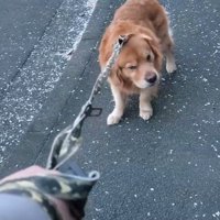 「お散歩したくない！」