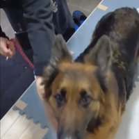 上を見る犬2