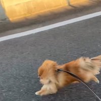 走る犬と飼い主2