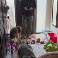 大型犬たちのお出迎え6