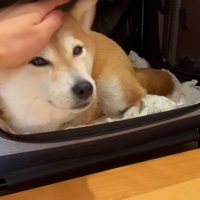 ペットキャリーの中でくつろぐ犬